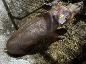 Scrofita duroc curat 130-140 kg  - imagine 2