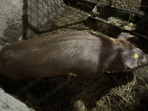 Scrofita duroc curat 130-140 kg  - imagine 3
