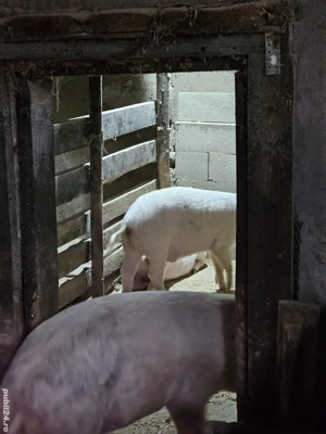 Vând Șoldani - imagine 3