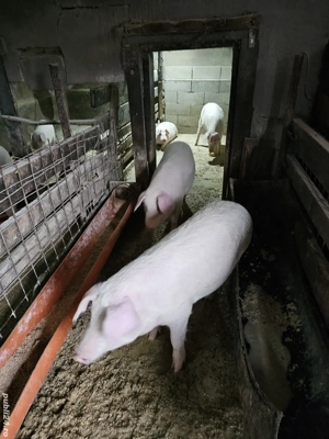 Vând Șoldani - imagine 4