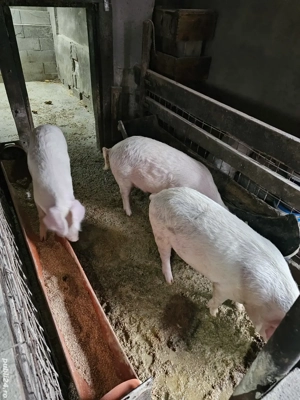 Vând Șoldani - imagine 2