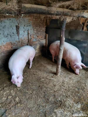 De vânzare porci mari  - imagine 4