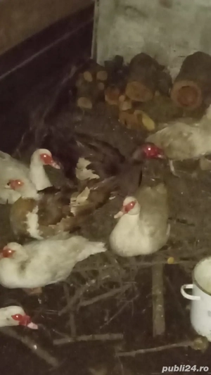 schimb pe oi capre  - imagine 5