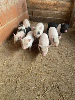  Vietnamezi de vânzare - imagine 2