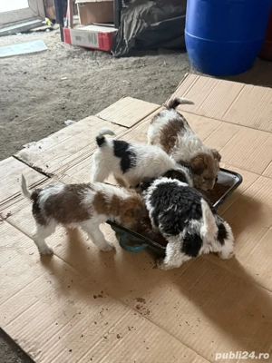 Vand căței Fox Terrier