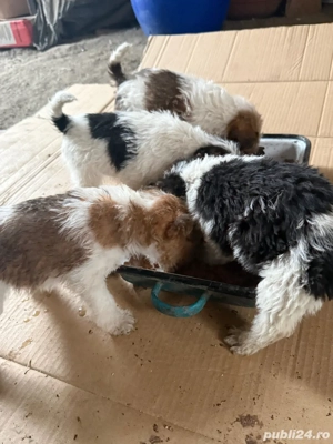 Vand căței Fox Terrier - imagine 5