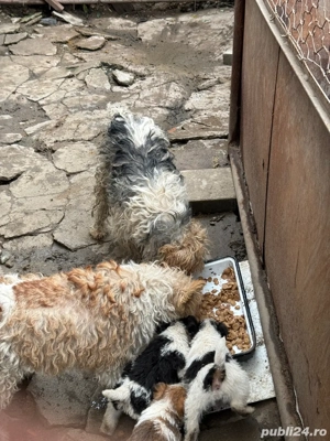 Vand căței Fox Terrier - imagine 3