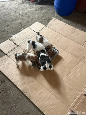 Vand căței Fox Terrier - imagine 2