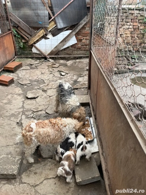 Vand căței Fox Terrier - imagine 4