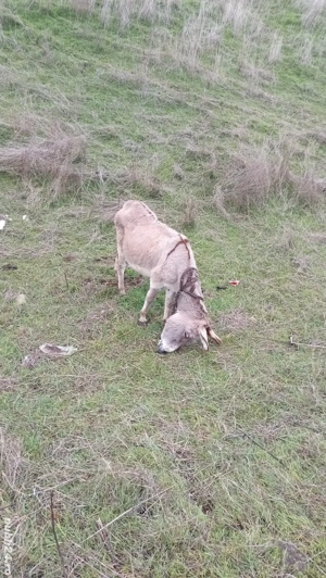 vând măgăriță - imagine 2