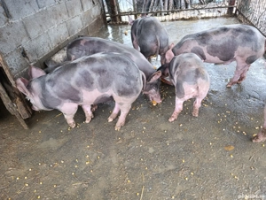 Grăsuni Pietrain belgian  - imagine 2