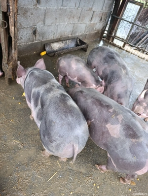 Grăsuni Pietrain belgian  - imagine 3