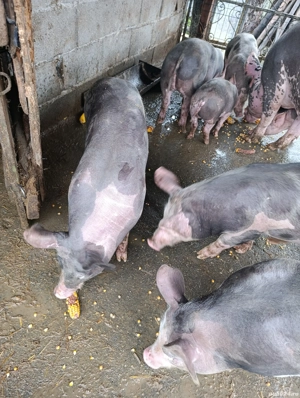 Grăsuni Pietrain belgian  - imagine 5