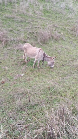 vând măgăriță - imagine 3