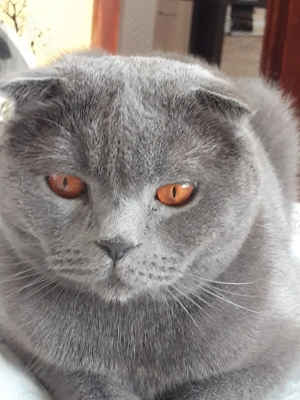 Motan  acotish de vanzare 