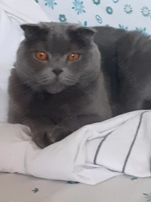 Motan  acotish de vanzare  - imagine 2