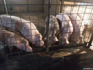 porci de vanzare - imagine 2
