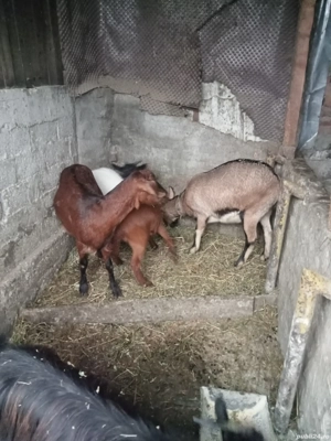 vând sau schimb cu porumb grâu sau schimb cu purcei - imagine 5