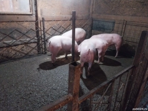 porci de vanzare