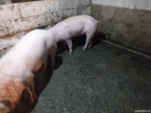 porci de vanzare - imagine 3