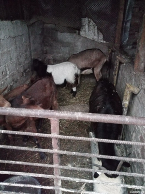 vând sau schimb cu porumb grâu sau schimb cu purcei - imagine 4