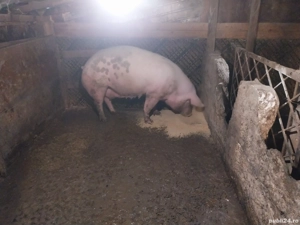 porci de vanzare - imagine 4