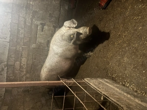 Oferta! Scroafă de vânzare peste 300kg - imagine 3