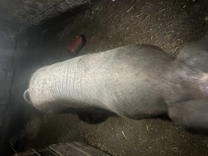 Oferta! Scroafă de vânzare peste 300kg - imagine 2