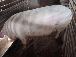 Porc din rasa marelui Alb  - imagine 2
