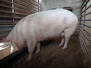 Porc din rasa marelui Alb  - imagine 5