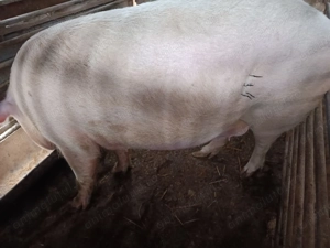 Porc din rasa marelui Alb  - imagine 6