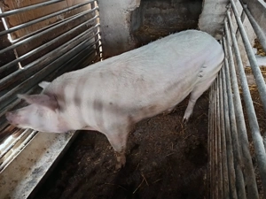 Porc din rasa marelui Alb  - imagine 7