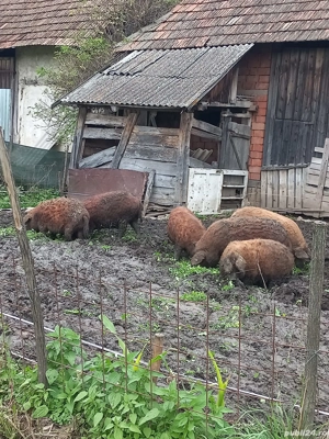 porci mangalita  - imagine 2