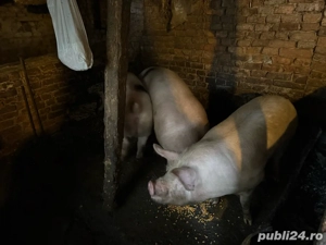 porci de vanzare 
