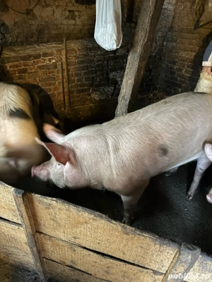 porci de vanzare  - imagine 2