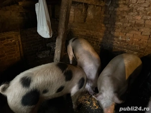 porci de vanzare  - imagine 5