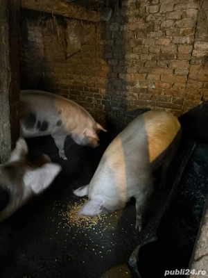 porci de vanzare  - imagine 3