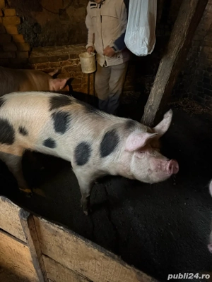 porci de vanzare  - imagine 4