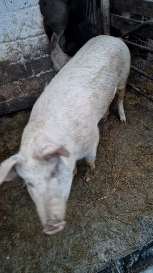Vând porc pentru sacrificare - imagine 3
