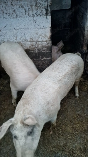 Vând porc pentru sacrificare - imagine 2
