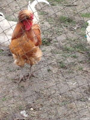 Vand găini motate  - imagine 4