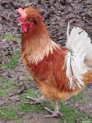 Vand găini motate  - imagine 3