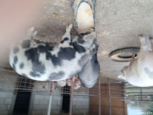 Porci de vinzare  - imagine 2