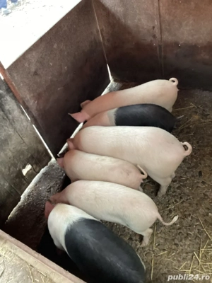 Grasuni de vanzare - imagine 2