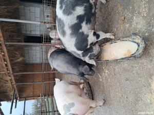 Porci de vinzare  - imagine 3