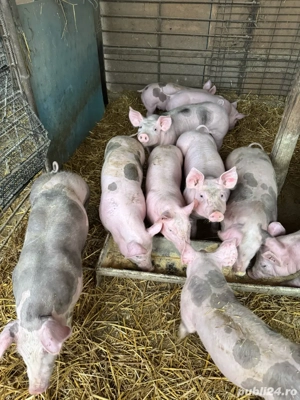 scrofite pietrain  - imagine 4