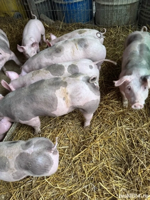 scrofite pietrain  - imagine 5