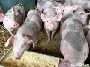 scrofite pietrain  - imagine 2