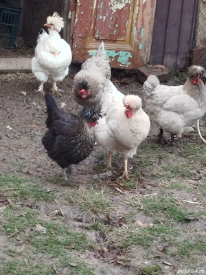 Vand găini moțate  - imagine 5