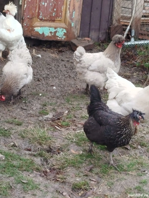 Vand găini moțate  - imagine 3